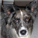 Merlon Brando was adopted in July, 2007